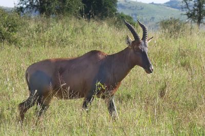 HarteBeest_P1040300Rev.jpg