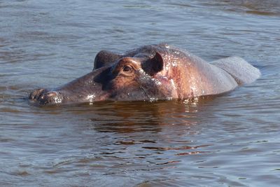 Hippopotamus_P1040344.jpg