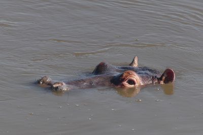 Hippopotamus_P1040345.jpg