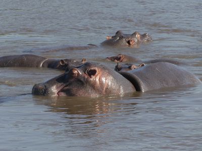 Hippopotamus_P1040347.jpg