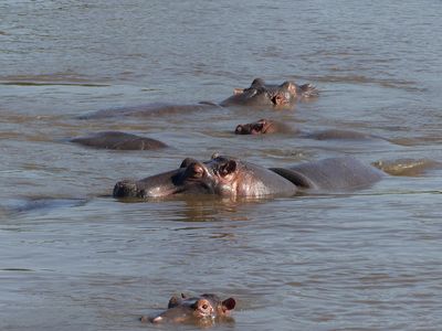 Hippopotamus_P1040348.jpg