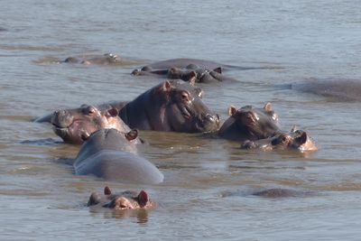 Hippopotamus_P1040353.jpg