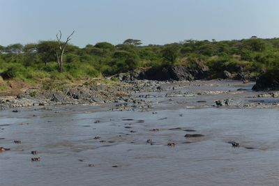 Hippopotamus_P1040357.jpg