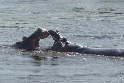 Hippopotamus_P1040365Rev.jpg