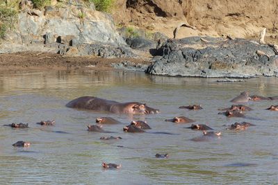 Hippopotamus_P1040371Rev.jpg