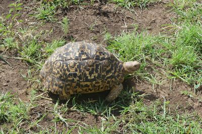 Leopard Tortise_P1040425.jpg