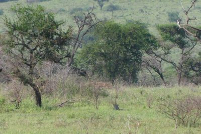 Leopard_P1040394.jpg