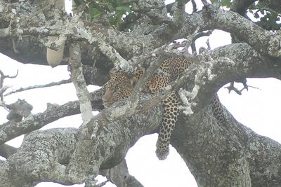 Leopard_P1040778.jpg