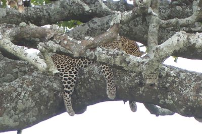 Leopard_P1040808.jpg