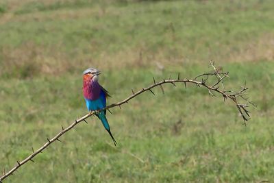 Lilac-breasted Roller_+P1040431.jpg
