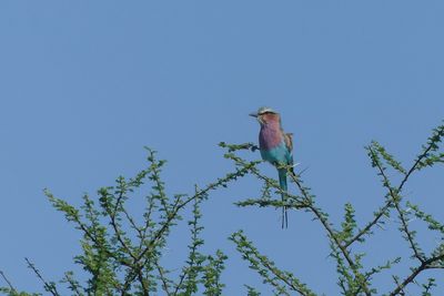 Lilac-breasted Roller_P1040380.jpg
