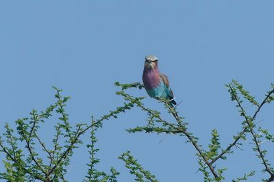 Lilac-breasted Roller_P1040384.jpg