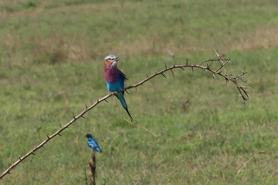 Lilac-breasted Roller_P1040431.jpg
