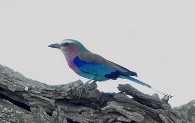 Lilac-breasted Roller_P1040763Rev2.jpg
