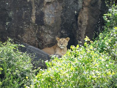 Lion_P1040628.jpg