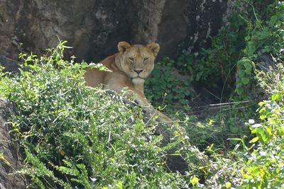 African Lion_P1040648.jpg