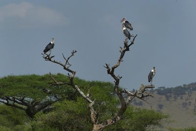Marabou Stork_P1040595.jpg