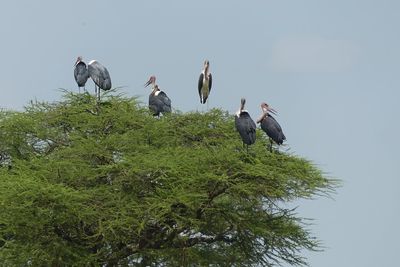 Marabou Stork_P1040596.jpg