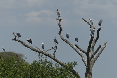 Marabou Stork_P1040598.jpg