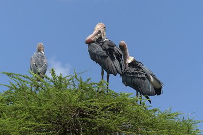 Marabou Stork_P1040610.jpg
