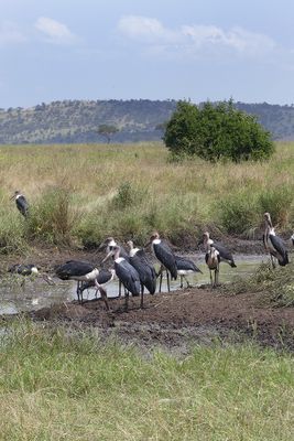Marabou Stork_P1040612.jpg