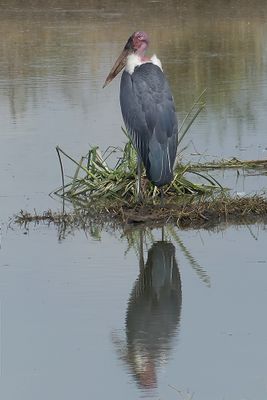 Marabou Stork_P1040728.jpg