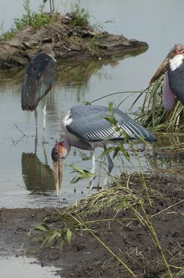 Marabou Stork_P1040729.jpg
