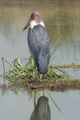 Marabou Stork_P1040731.jpg