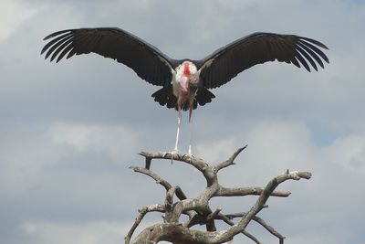 Marabou Stork_P1040734.jpg
