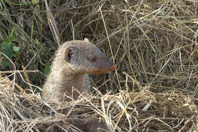 Banded Mongoose_P1040823.jpg