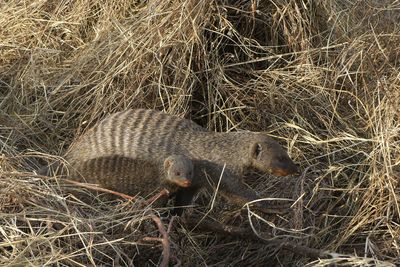 Banded Mongoose_P1040828.jpg