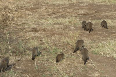 Banded Mongoose_P1040832.jpg