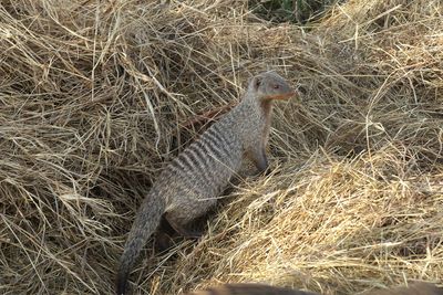 Banded Mongoose_P1040825Rev.jpg