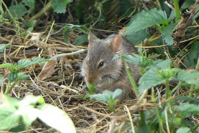 Mouse_P1040684.jpg