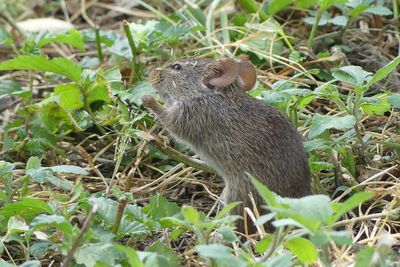 Mouse_P1040693.jpg