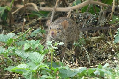 Mouse_P1040703.jpg