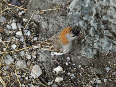 Speckled-fronted Weaver_P1040667.jpg