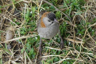 Speckled-fronted Weaver_P1040668.jpg