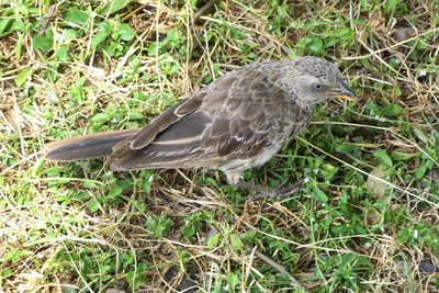 _Rufous-tailed WeaverP1040669.jpg