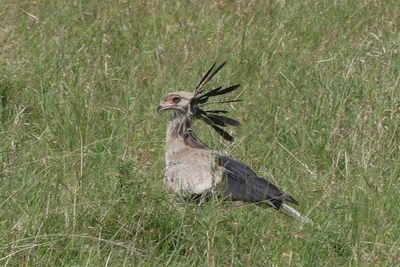 Secretarybird_P1040436.jpg