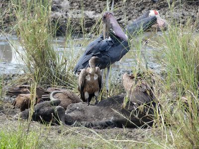 Marabau Stork & White-backed Vulture_P1040739.jpg