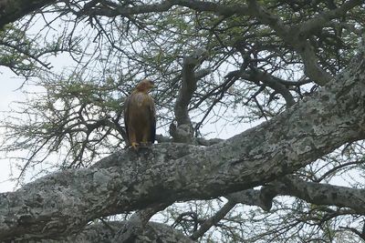 Tawny Eagle_P1040617.jpg