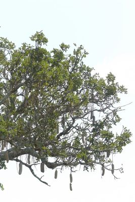 Sausage Tree_P1040542.jpg