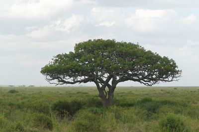 Tree_P1040791.jpg