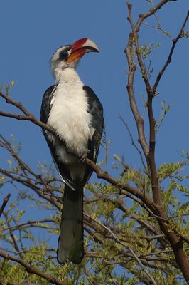 Von der Decken's Hornbill_P1040337.jpg