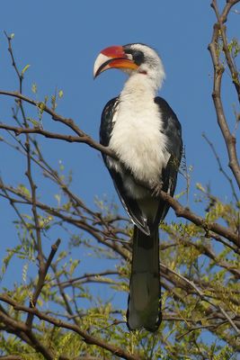 Von der Decken's Hornbill_P1040339.jpg