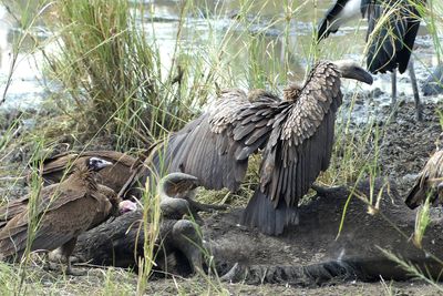 Hooded Vulture & White-backed Vulture_P1040746.jpg