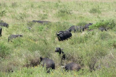 Cape Buffalo_P1040718Rev.jpg