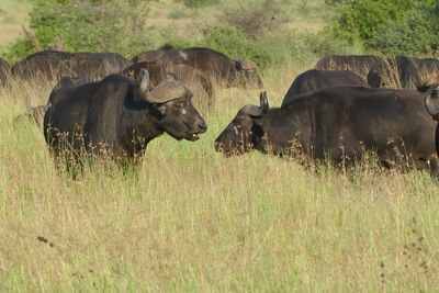 Cape Buffalo_P1040852.jpg