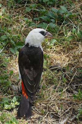 White-headed Buffalo-Weaver_P1040679.jpg